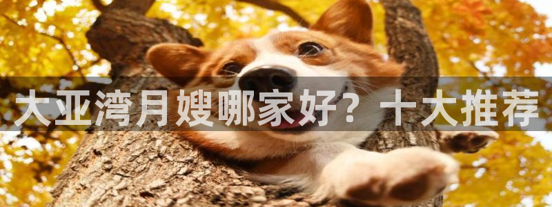 杏悦平台代理注册流程